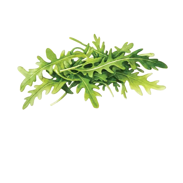 Roquette